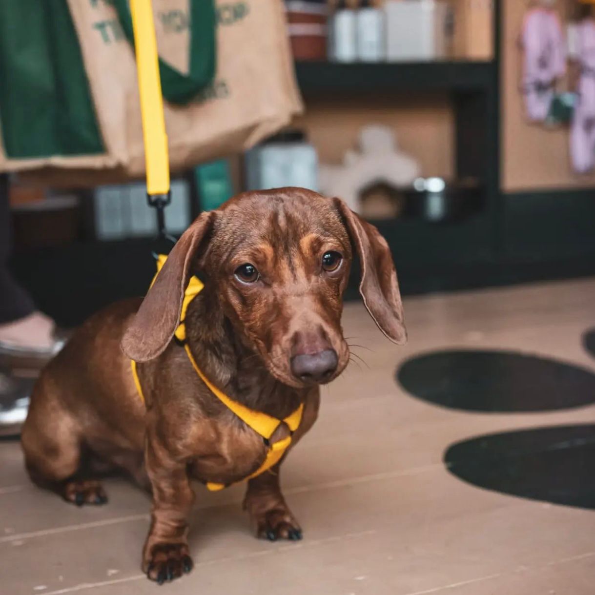 Our Doggy Club